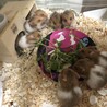 「締切」ゴールデンハムスター里親募集中 サムネイル2
