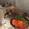 「締切」ゴールデンハムスター里親募集中 サムネイル3