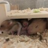 「締切」ゴールデンハムスター里親募集中 サムネイル6