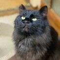 ふわふわ長毛の黒ねこ☆くうちゃん