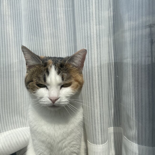 クプスのカバー写真