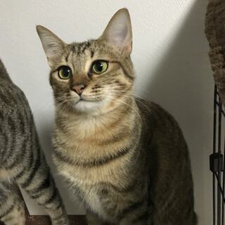 里親決定しました