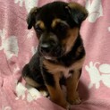 2月譲渡会参加☆2ヶ月子犬②