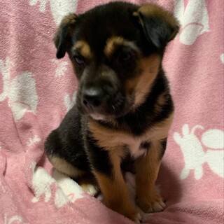 2月譲渡会参加☆2ヶ月子犬②