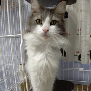 ノルウェージャンの男の子☆カールくん