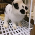 生後５か月のミﾆうさぎの男の子です♩