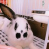 生後５か月のミﾆうさぎの男の子です♩ サムネイル4