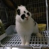 生後５か月のミﾆうさぎの男の子です♩ サムネイル5