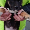 2月譲渡会参加☆2ヶ月中型犬子犬③
