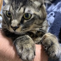 風太