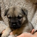 雑種の子犬 メープルちゃん 里親様募集☆