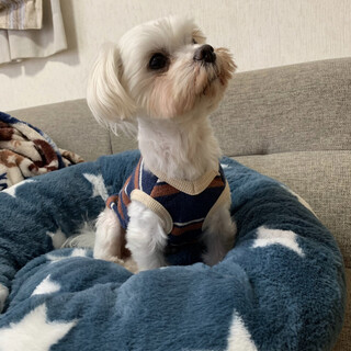 家族が決まりました