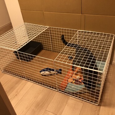 仔猫用ケージ