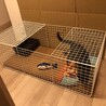 仔猫用ケージ