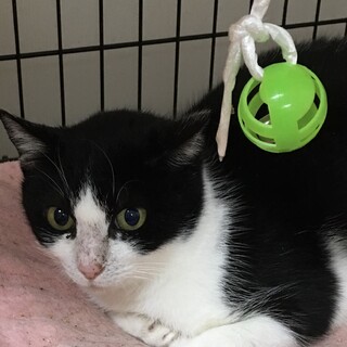 里親決定。避妊ワクチン検査済みクレオちゃん