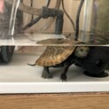 イシガメ
