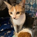 お利口ちゃんの綺麗な三毛ちゃん。