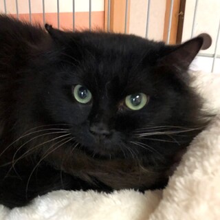 穏やかで優しい長毛黒猫　むいちろう君