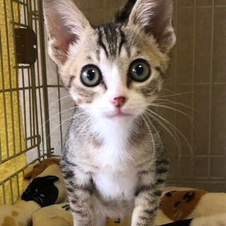 元気いっぱいおてんば娘　あおいちゃん