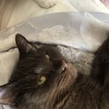 大きなこねこちゃんのお母さんお父さん募集