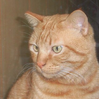 里親さん募集中