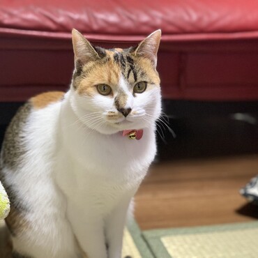 の写真