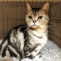 【チェロキー】おかげさまで里親様が決まりました。