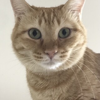【アイティ】おかげさまで里親様が決まりました。