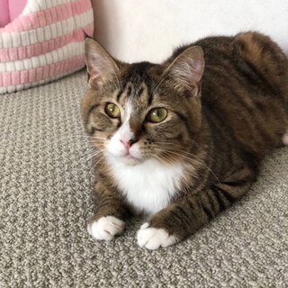 短め靴下のキジトラ☆かいちゃん