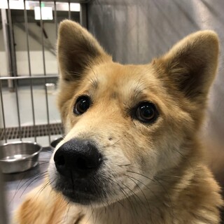 かわいいお顔の野犬ママ、ラテちゃん→相談中！