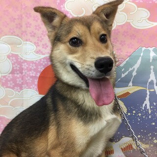 スウィートなお顔のジン君→ボランティア譲渡決定！