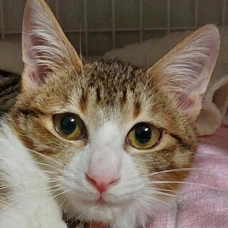 人馴れ訓練中のキジシロ☆イブちゃん