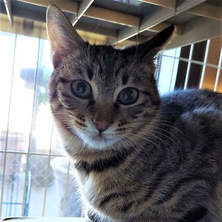 ちょっと警戒心が強いキジトラ★クリスくん