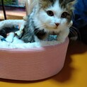 ありがとうございました꙳★*ﾟロゼッタちゃん
