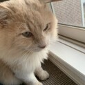 イケメン人慣れ猫ちゃん