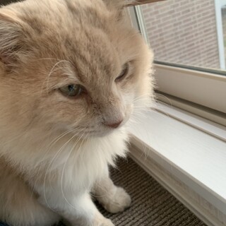 イケメン人慣れ猫ちゃん