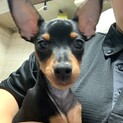 ミニチュアピンシャーの里親募集中