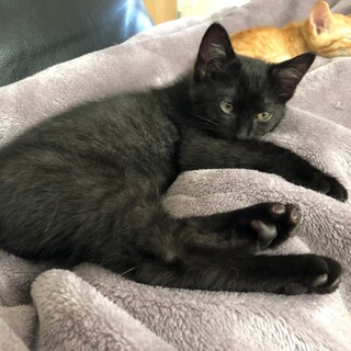 10月生まれの８つ子兄妹　玄♂