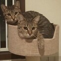 イケメン　キジトラのまさむね♂