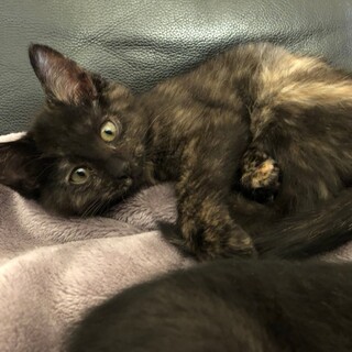 10月生まれの８つ子兄妹　羊羹♀