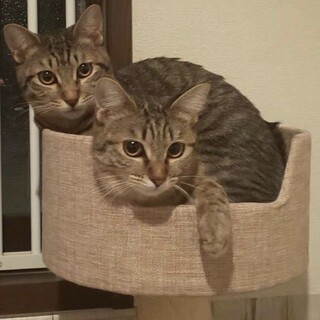 美猫キジトラのみやび♀