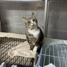 キジ白　きゅうちゃん サムネイル4