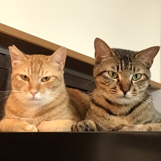 シャイなウメちゃんを家族に