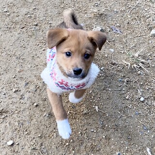 懐っこくて人が大好きツブ君2ヶ月