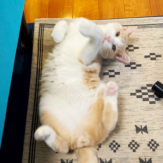 マニア受け必須　脱力系男子！