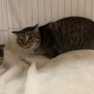 キジトラの女子　チャコちゃん