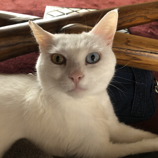 白猫　2歳前後　オッドアイ