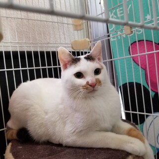 幸せを呼びそうな乙女なふくちゃん♪