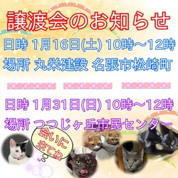 保護猫の譲渡会