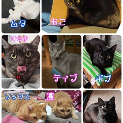 保護猫の譲渡会 サムネイル2